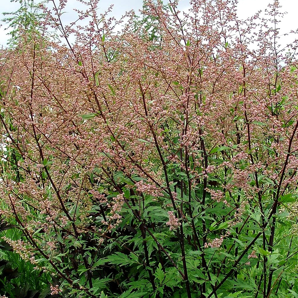 Elfenraute 'Guizhou' (Artemisia lactiflora)