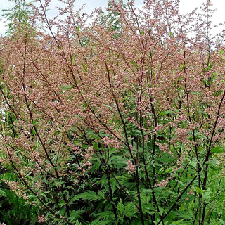 Elfenraute 'Guizhou' (Artemisia lactiflora)