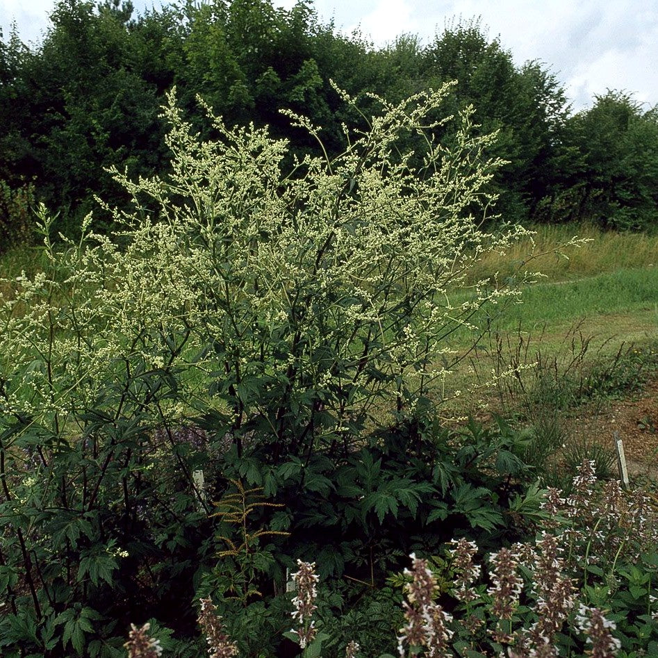 Elfenraute 'Guizhou' (Artemisia lactiflora)