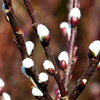 Engadin-Weide 'Wehrhahnii' (Salix hastata)