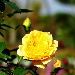 Englische Beetrose 'Molineux' (Rosa STR VII)