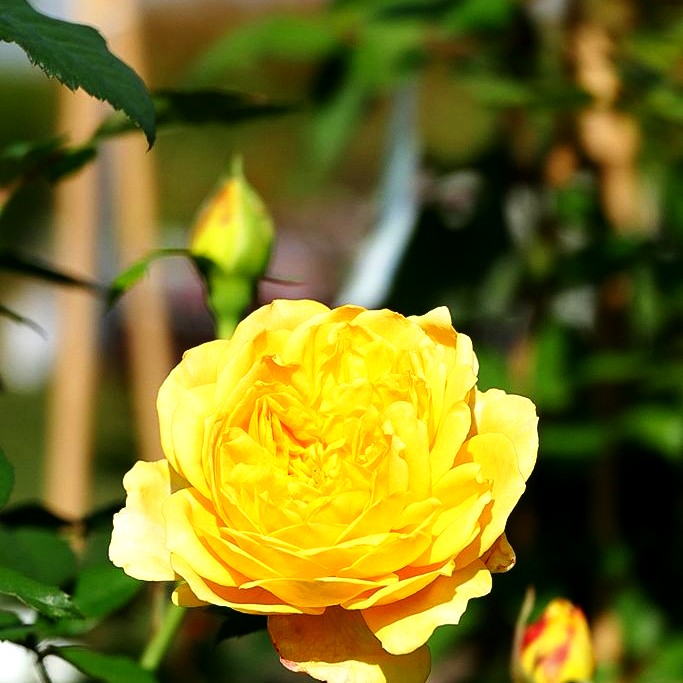 Englische Beetrose 'Molineux' (Rosa STR VII)