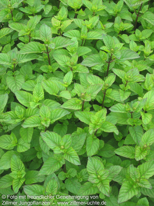 Englische Minze 'Mitcham' (Mentha x piperita)