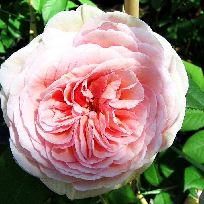 Englische Strauchrose 'A Shropshire Lad' (Rosa STR)
