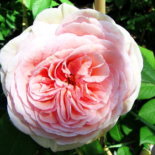Englische Strauchrose 'A Shropshire Lad' (Rosa STR)