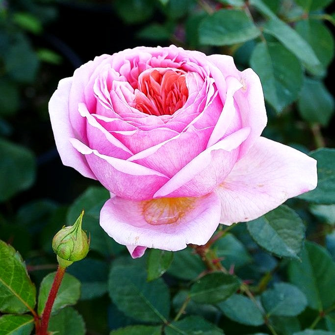 Englische Strauchrose 'Abraham Darby' (Rosa STR VI)