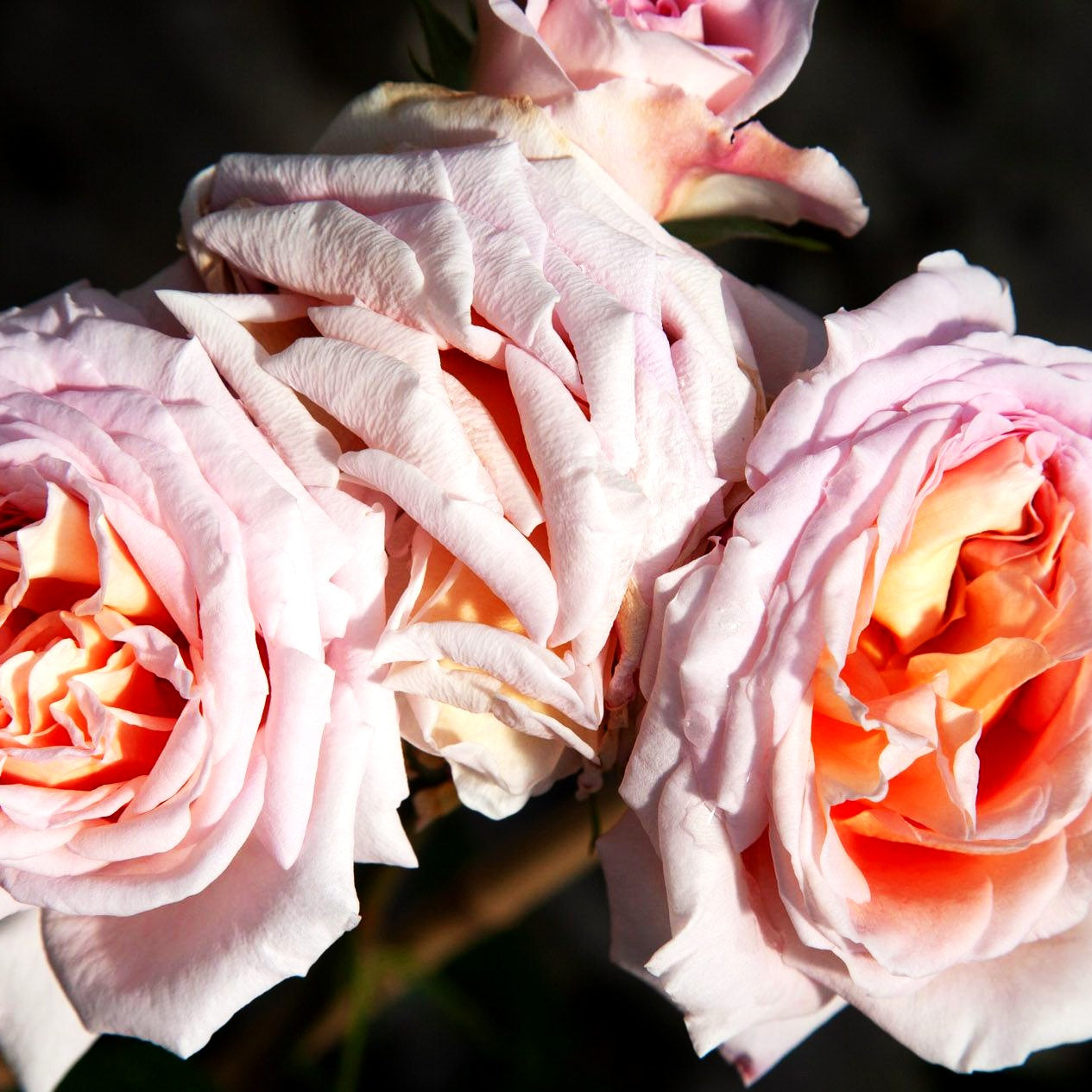 Englische Strauchrose 'Abraham Darby' (Rosa STR VI)