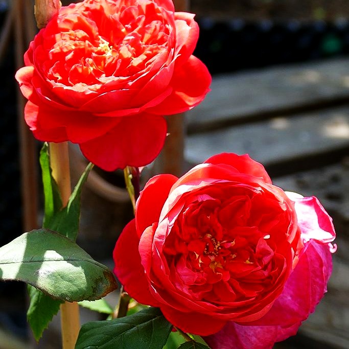 Englische Strauchrose 'Benjamin Britten' (Rosa STR VI)