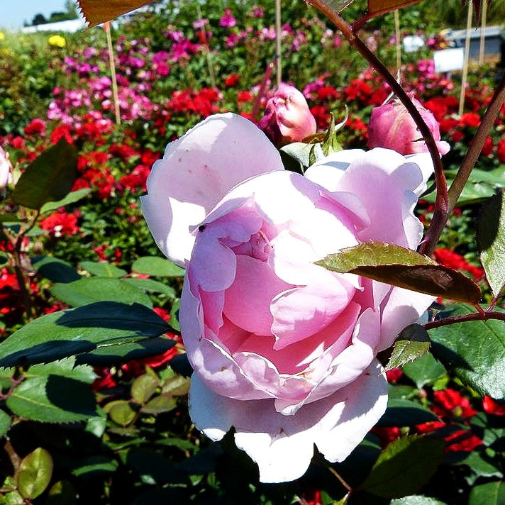 Englische Strauchrose 'Brother Cadfael' (Rosa STR VI)
