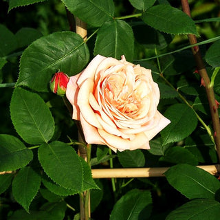 Englische Strauchrose 'Charles Austin' (Rosa STR VI)