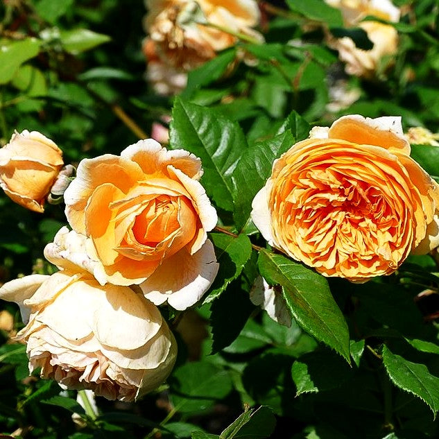 Englische Strauchrose 'Crown Princess Margareta' (Rosa STR VI)