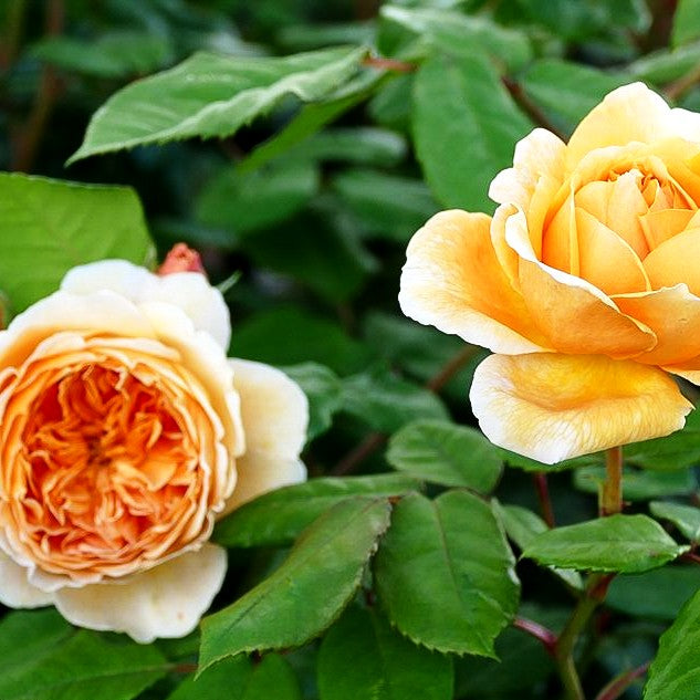 Englische Strauchrose 'Crown Princess Margareta' (Rosa STR VI)