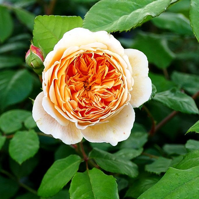 Englische Strauchrose 'Crown Princess Margareta' (Rosa STR VI)
