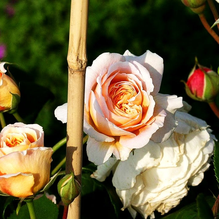 Englische Strauchrose 'Crown Princess Margareta' (Rosa STR VI)