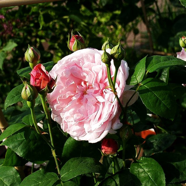 Englische Strauchrose 'Eglantyne' (Rosa STR VI)