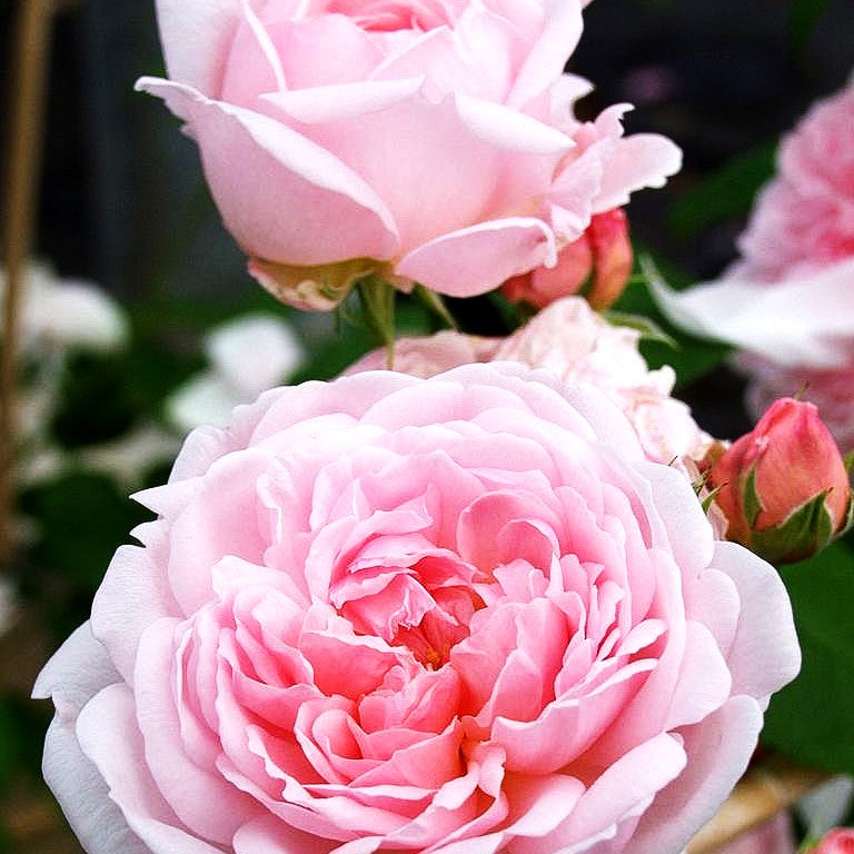 Englische Strauchrose 'Eglantyne' (Rosa STR VI)