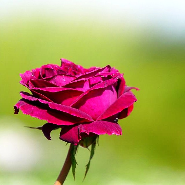 Englische Strauchrose 'Falstaff' (Rosa STR VI)