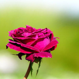 Englische Strauchrose 'Falstaff' (Rosa STR VI)