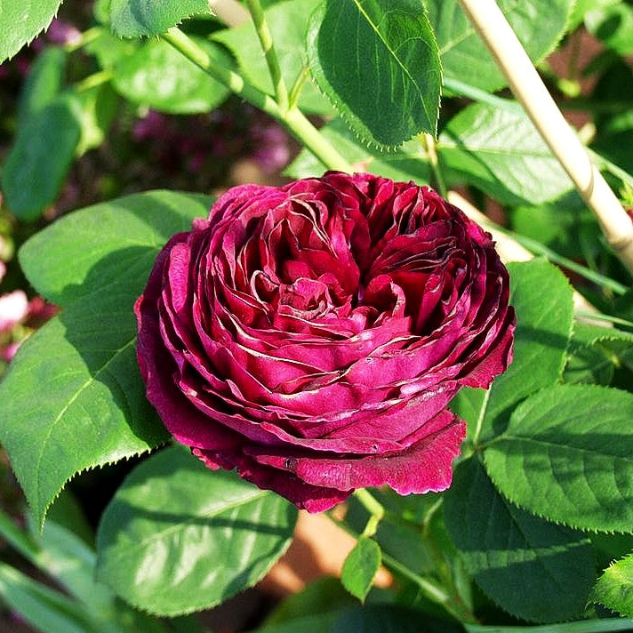 Englische Strauchrose 'Falstaff' (Rosa STR VI)
