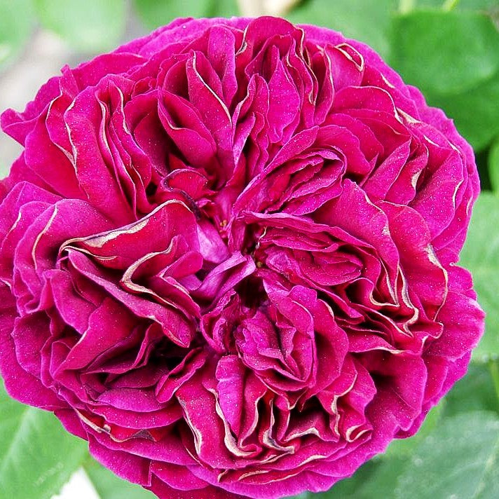 Englische Strauchrose 'Falstaff' (Rosa STR VI)