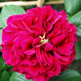 Englische Strauchrose 'Fisherman's Friend' (Rosa STR VI)