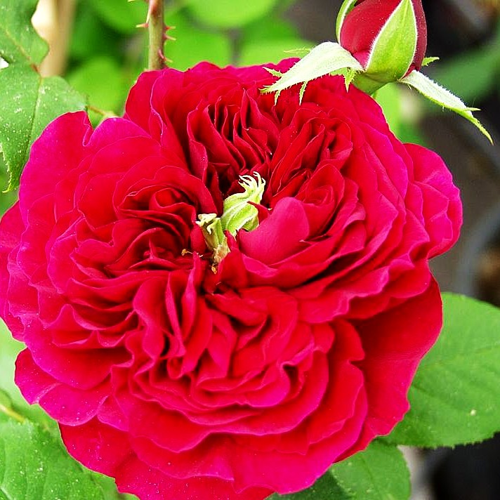 Englische Strauchrose 'Fisherman's Friend' (Rosa STR VI)