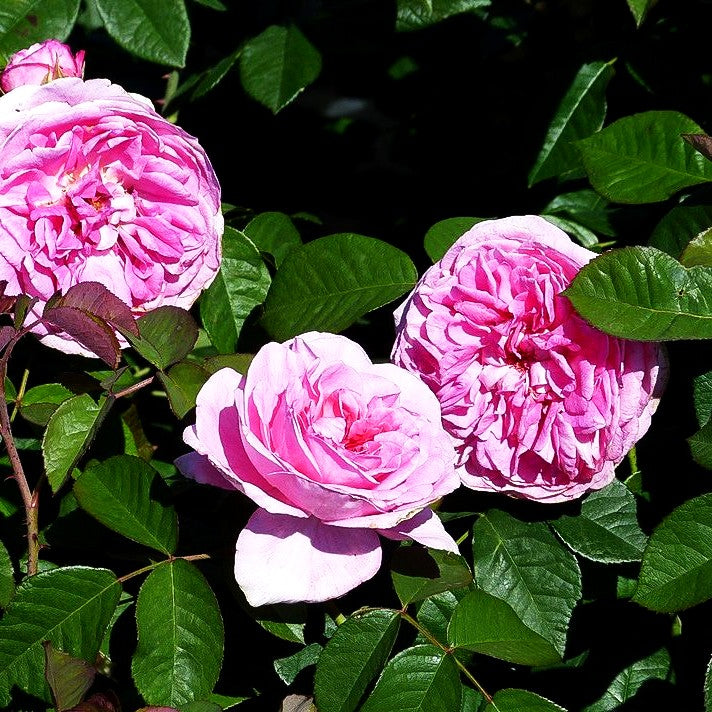 Englische Strauchrose 'Gertrude Jekyll' (Rosa STR VI)