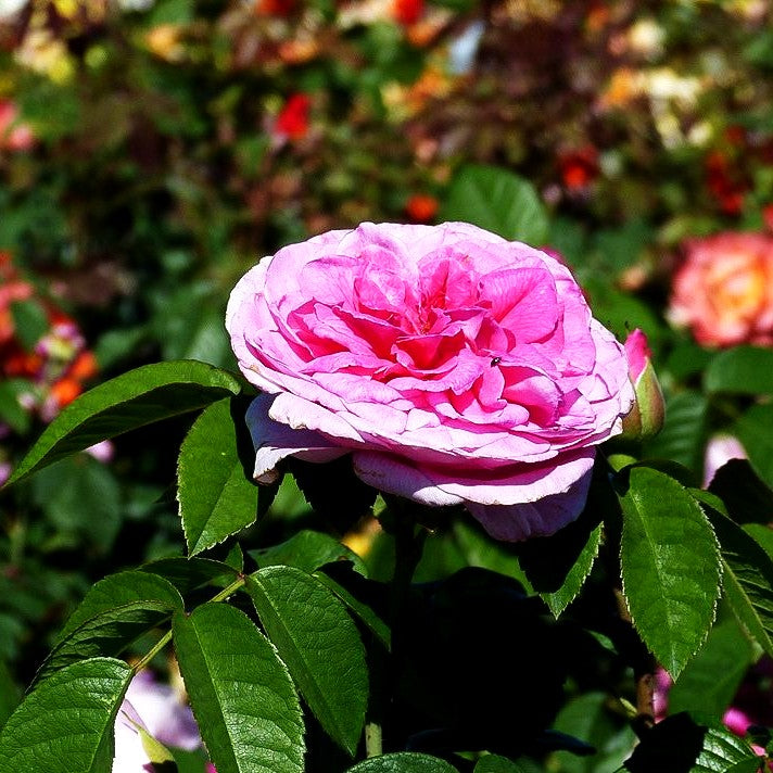 Englische Strauchrose 'Gertrude Jekyll' (Rosa STR VI)