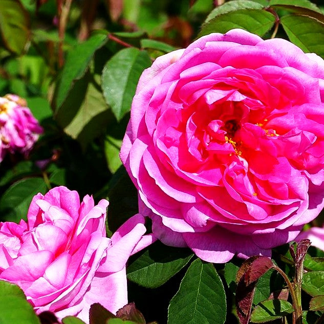 Englische Strauchrose 'Gertrude Jekyll' (Rosa STR VI)