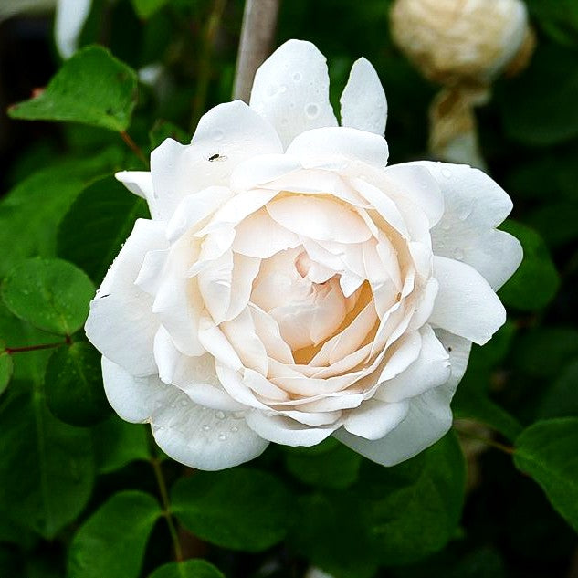 Englische Strauchrose 'Glamis Castle' (Rosa STR VI)