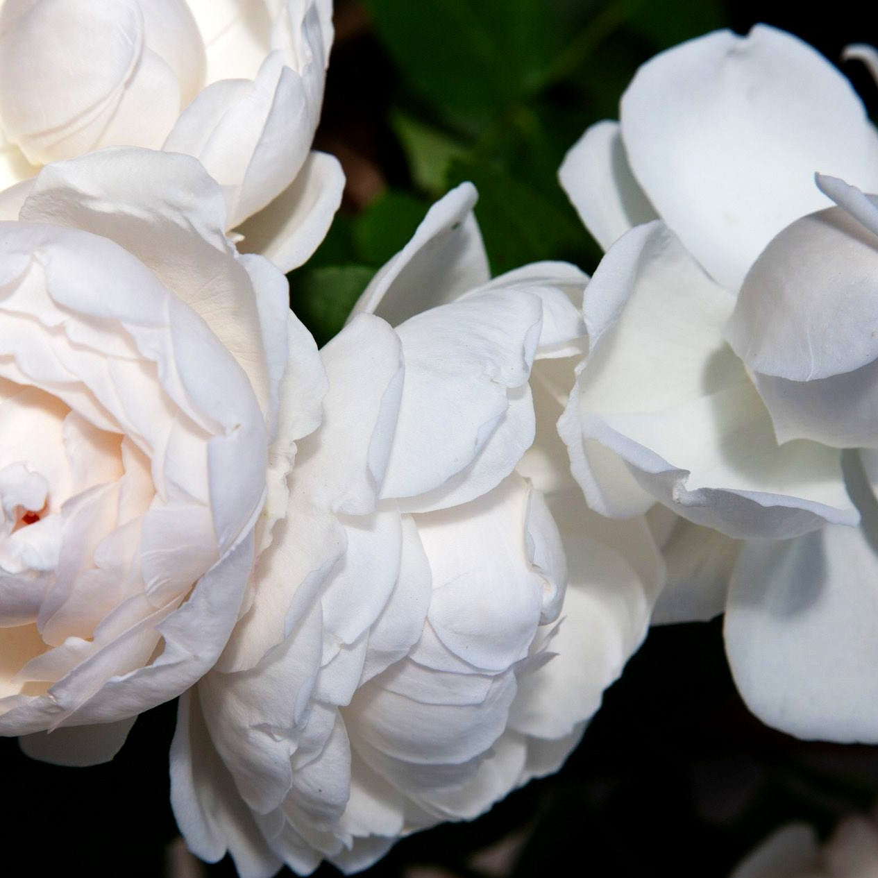Englische Strauchrose 'Glamis Castle' (Rosa STR VI)