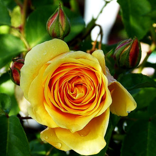 Englische Strauchrose 'Graham Thomas' (Rosa STR VI)