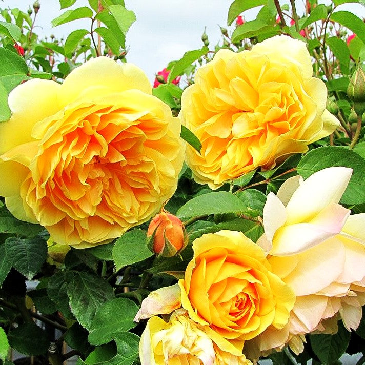 Englische Strauchrose 'Graham Thomas' (Rosa STR VI)