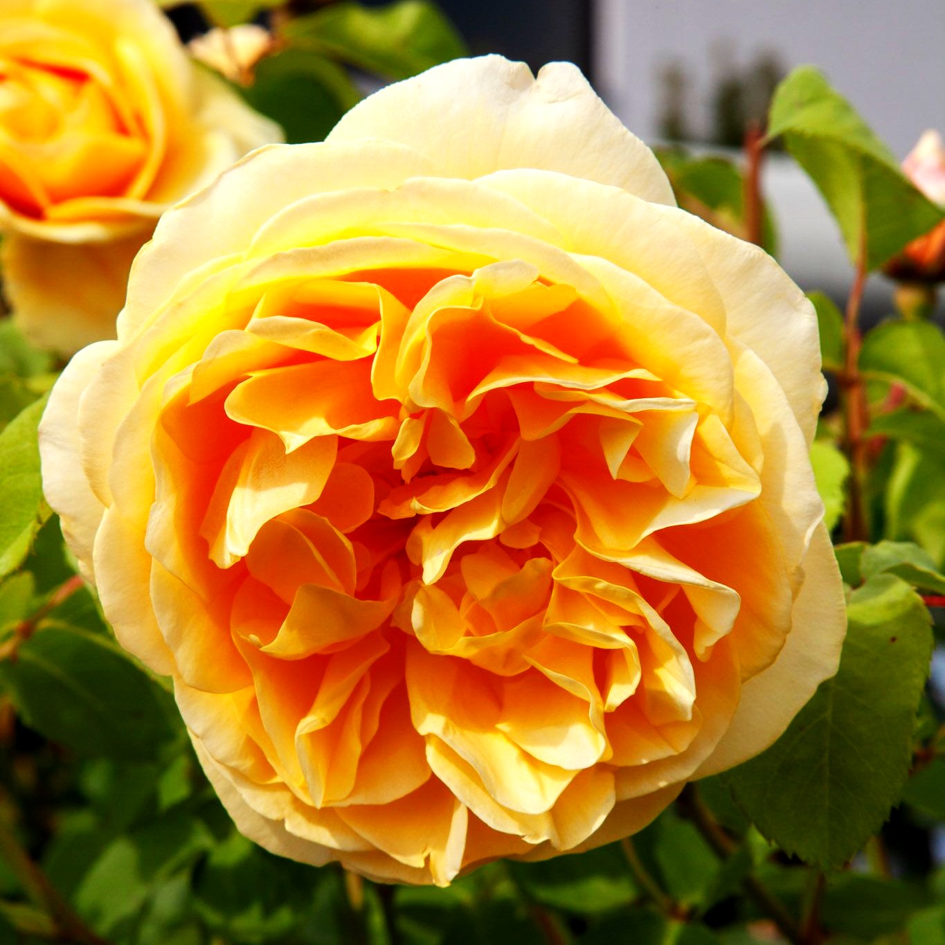 Englische Strauchrose 'Graham Thomas' (Rosa STR VI)