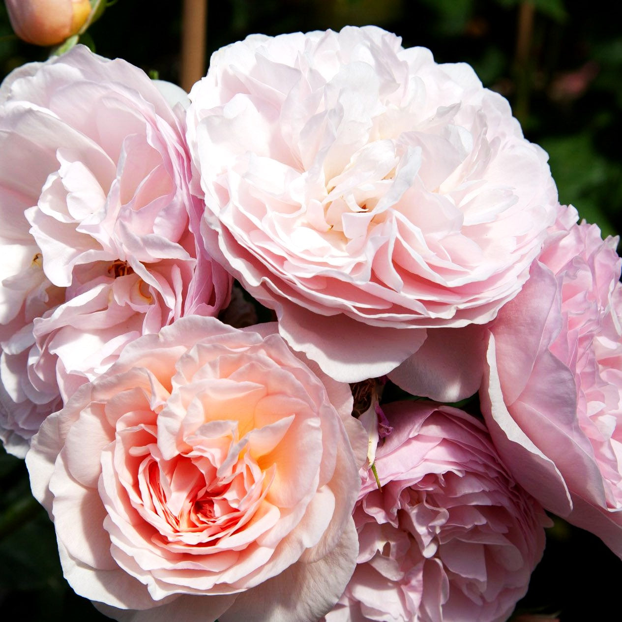 Englische Strauchrose 'Heritage' (Rosa STR VI)