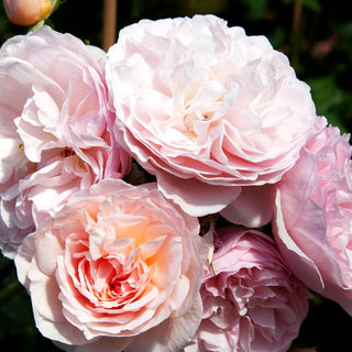 Englische Strauchrose 'Heritage' (Rosa STR VI)