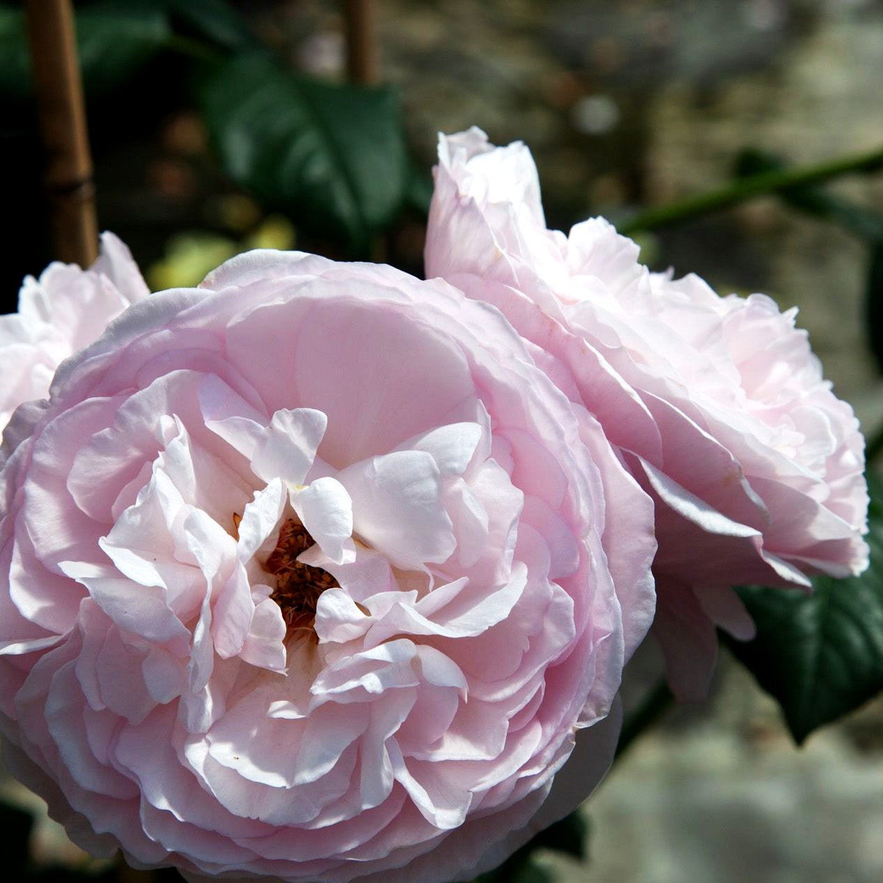 Englische Strauchrose 'Heritage' (Rosa STR VI)