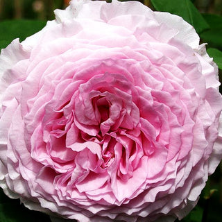 Englische Strauchrose 'James Galway' (Rosa STR VI)
