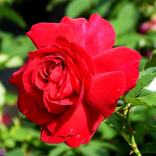 Englische Strauchrose 'L.D.Braithwaite' (Rosa STR VI)