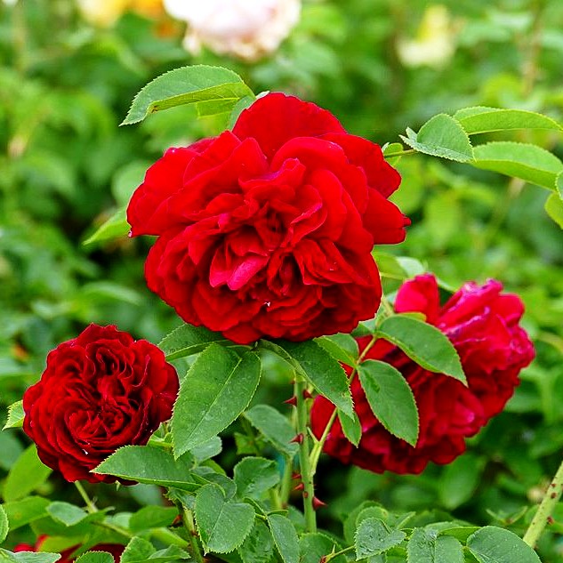 Englische Strauchrose 'L.D.Braithwaite' (Rosa STR VI)