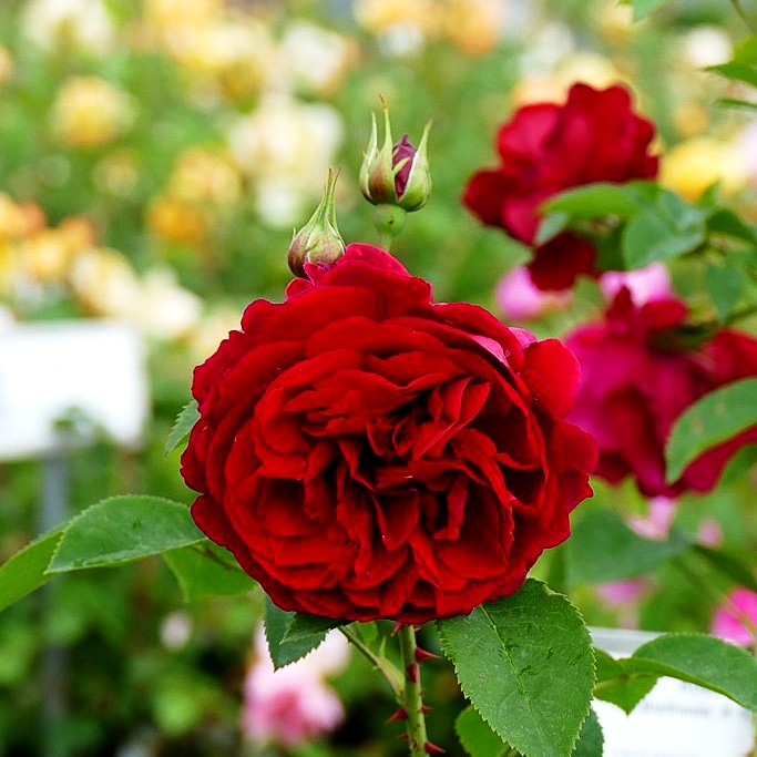Englische Strauchrose 'L.D.Braithwaite' (Rosa STR VI)
