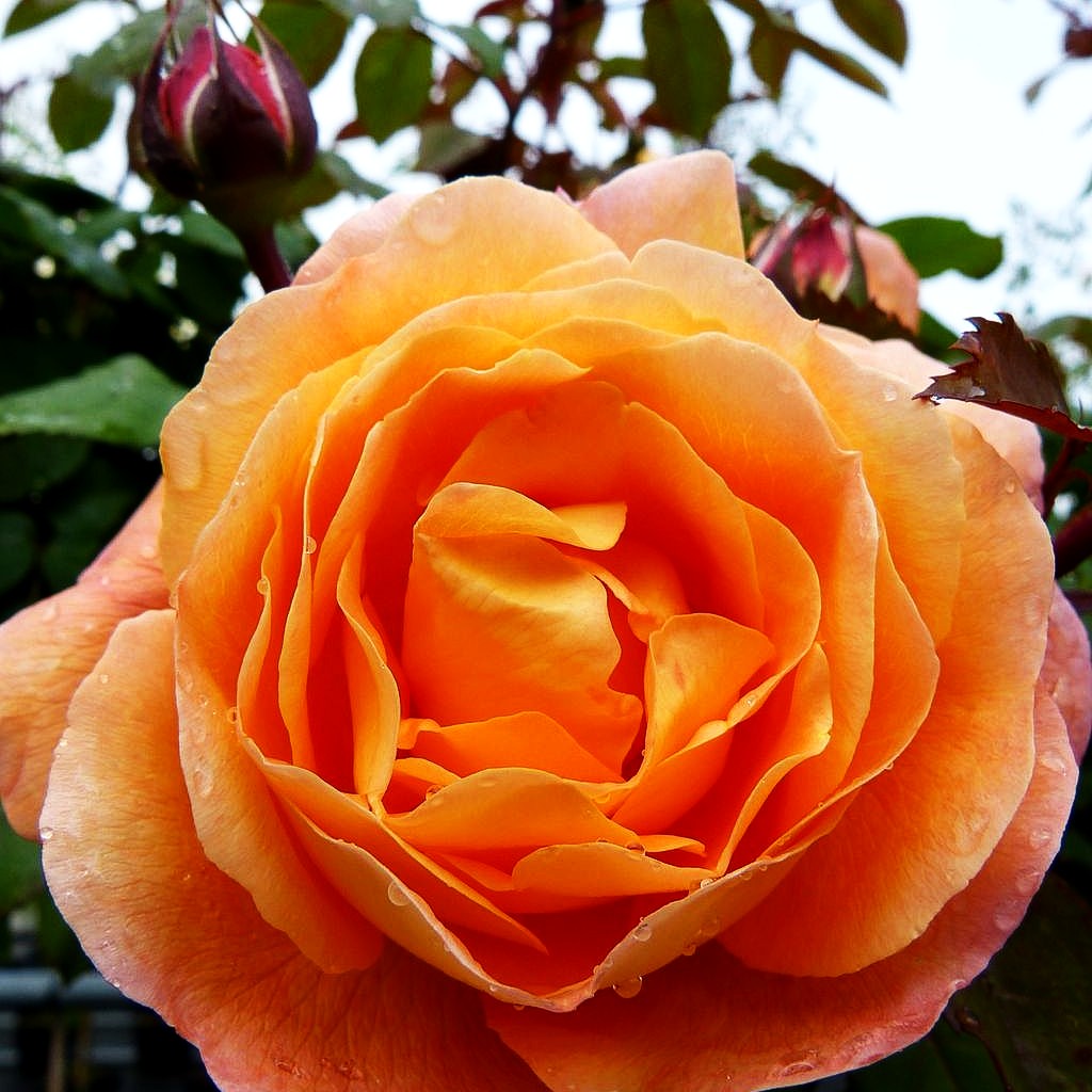 Englische Strauchrose 'Lady Emma Hamilton' (Rosa STR VI)