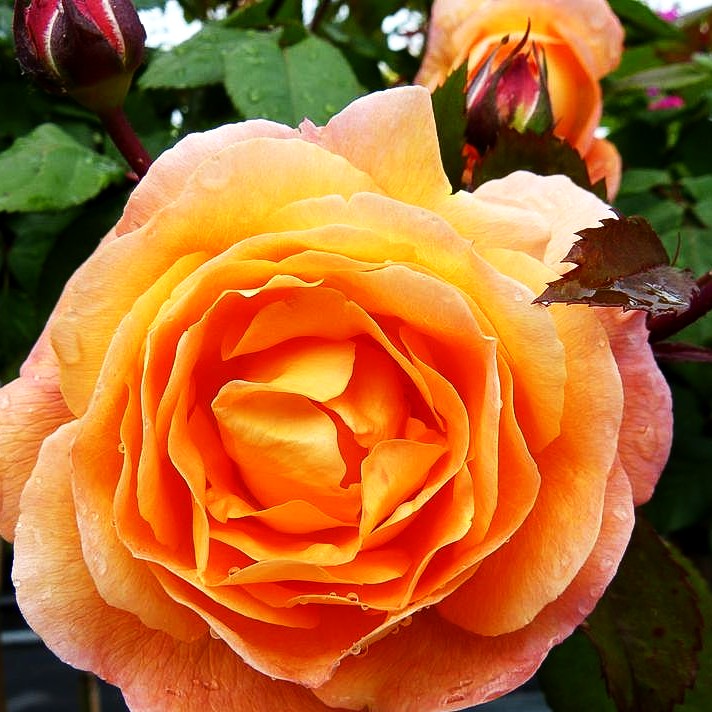 Englische Strauchrose 'Lady Emma Hamilton' (Rosa STR VI)