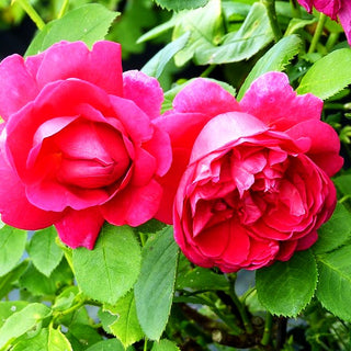 Englische Strauchrose 'Lady of Megginch' (Rosa STR VI)