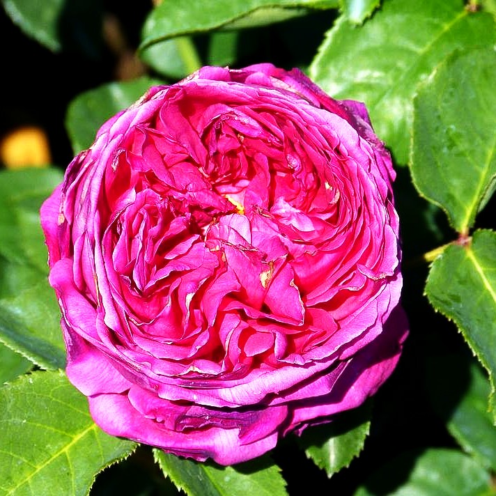 Englische Strauchrose 'Othello' (Rosa STR VI)