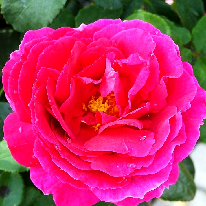 Englische Strauchrose 'Othello' (Rosa STR VI)