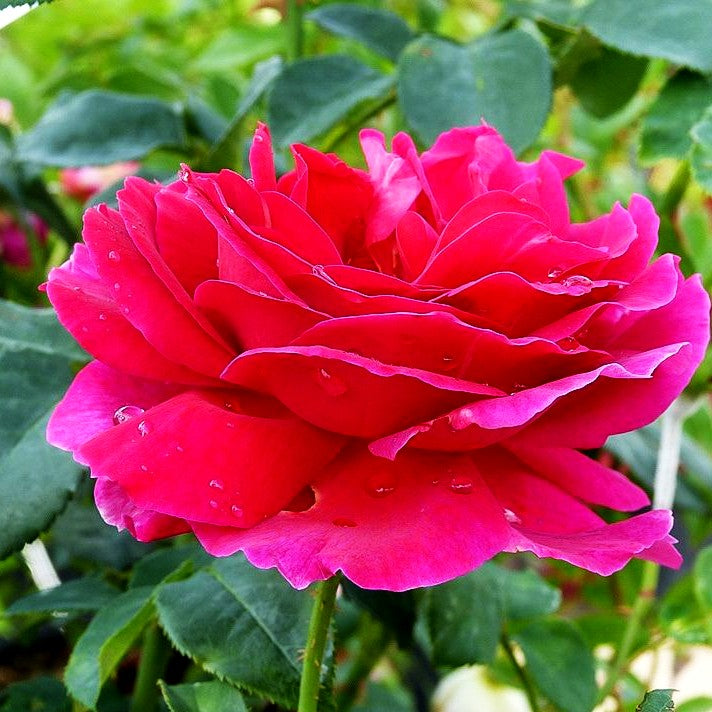 Englische Strauchrose 'Othello' (Rosa STR VI)