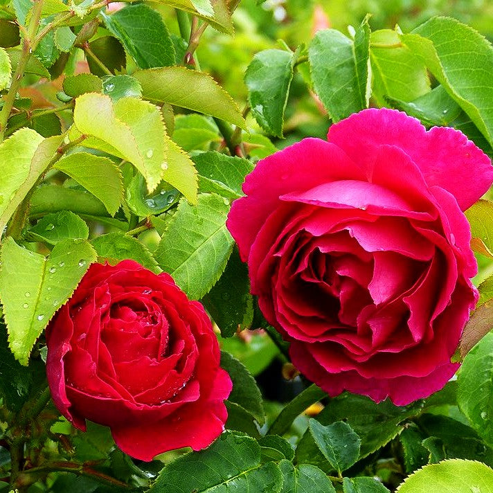 Englische Strauchrose 'Othello' (Rosa STR VI)