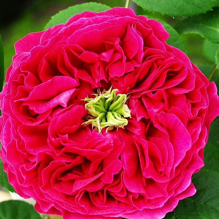 Englische Strauchrose 'Othello' (Rosa STR VI)
