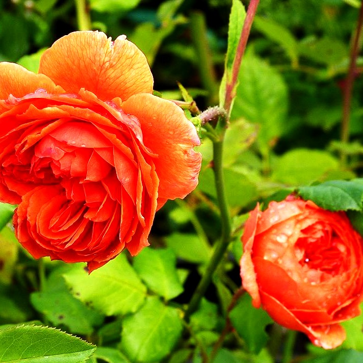 Englische Strauchrose 'Summer Song' (Rosa STR VI)
